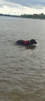 Labrador - 2