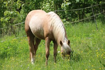 Appaloosa kobylka s PP - 2