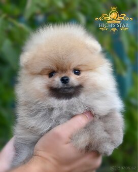 Pomeranian s PP FCI - štěňátka k rezervaci - 2