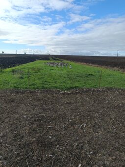 Svatomartinské husa - 2