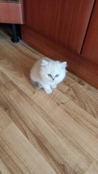 Britský kocourek s PP - 2