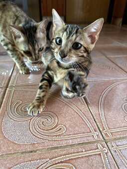 Bengálská koťátka na prodej - 2