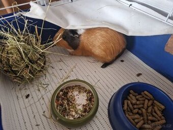 Morčata dvě holky zdarma - 2