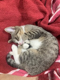 Daruji koťátko - 2