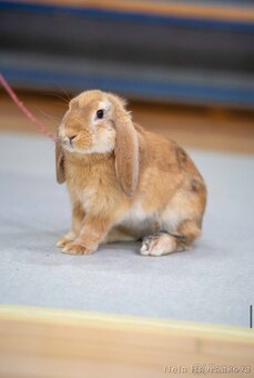 Zakrslý beránek s pp - Assassin - 2