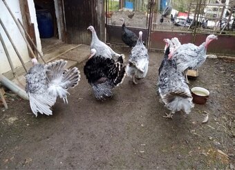 Krůta bronzová - 2