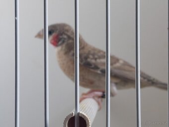 Drobné exotické ptactvo odchovy - 2