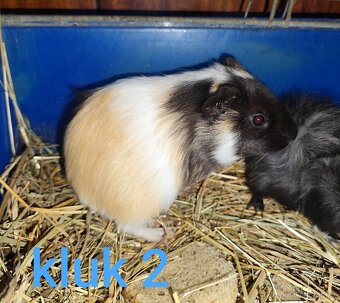 morče, morčátko - 2