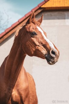 Docházka ke koním - 2