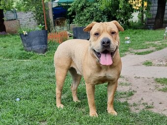 VANILKA K ADOPCI - 12m., vděčná, umazlená - 2