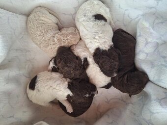 Lagotto romagnolo s PP ( italský vodní pes ) - 2