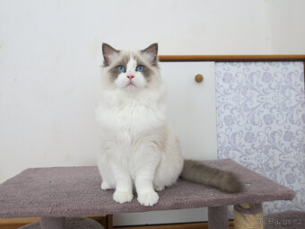 Ragdoll kocourci s průkazem původu k odběru - 2