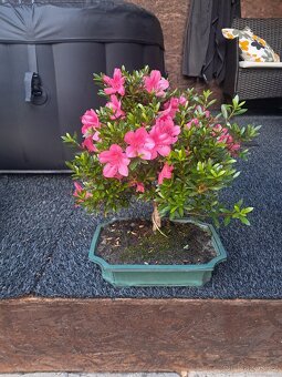 Bonsai,bonsaj Japonska Azalka - 2