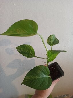 Epipremnum neon a marble queen - 2