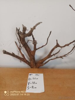 Bonsai kořeny - 2
