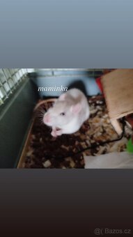 Potkánci hledají milující domov 🐭 - 2