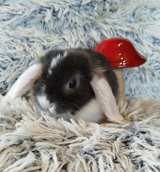 Minilop - anglický zakrslý beránek s VP - 2