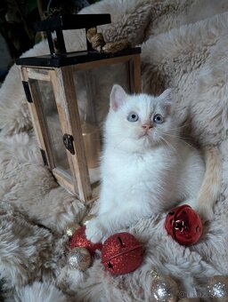 Britská koťata - 2