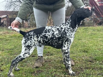 Německý ohař krátkostý - 2