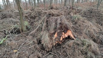 Daruji kořeny na topení - 2