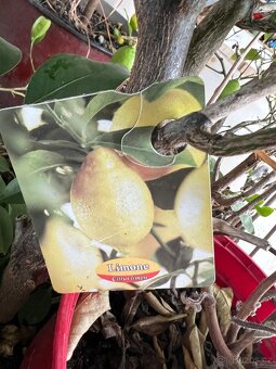 3x Citronovniky + 1  limetovník - 2