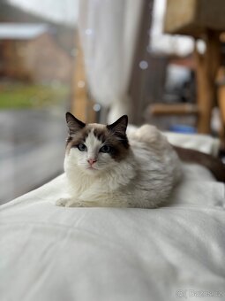 Ragdoll kocourek ke krytí - 2