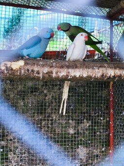 Alexander čínský - 2