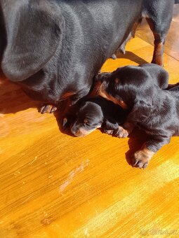 Prodám jezevčík trpasličí štěňátka - 2