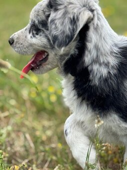 Štěňátka Husky/ Border kolie x zlatý labrador - 2