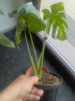 Monstera thai - 2