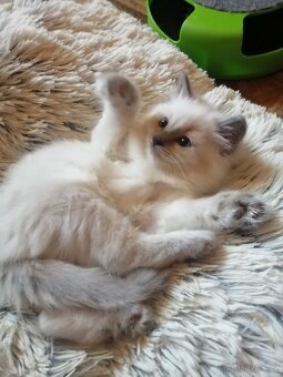 Ragdoll kocourek bez PP - 2