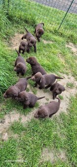 Hnědý labradorský retrívr bez PP - 2