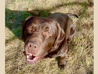 ICE K ADOPCI - hnědý x-labrador, akční parťák - 2