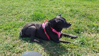 Labrador - 2
