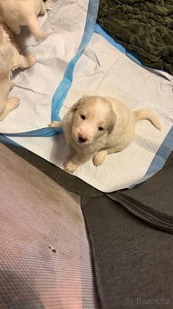 Goldendoodle - 2