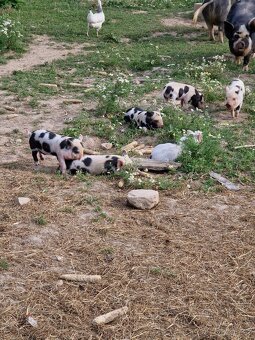 Prase kune kune - 2