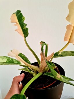 Philodendron ring of fire - 2