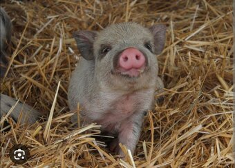 Gottingenske kune - 2