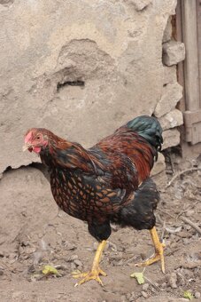 Wyandotka velká zlatá černě lemovaná kohout - 2