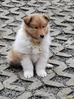 KOLIE DLOUHOSRSTÁ - ŠTĚŇÁTKA s PP (FCI) - 2