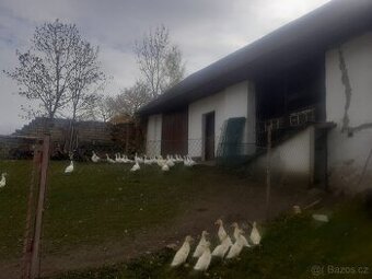 Prodáme kachny pižmové - 2