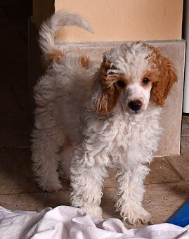 PUDL TRPASLIČÍ VÍCEBAREVNÝ -pejsek s PP - 2