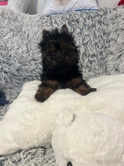 Jorkširský teriér s PP - 2