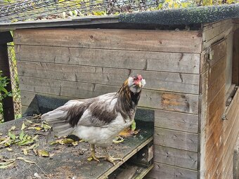 Kohout křížený Maranska a Araukana - 2