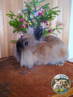 zakrslý králík - 2