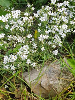 Šater plazivý, bílý - 2