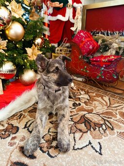 Štěně NO x Belgický ovčák - 2