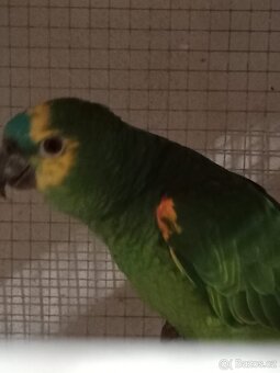 Amazoňan modročelý - 2