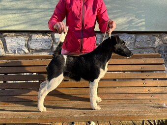 Foxteriér hladkosrstý - mimořádná nabídka - 2