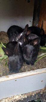 Králíci na prodej - 2